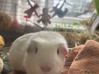 Guinea Pig rodents Free guinea pig male - Advert 1