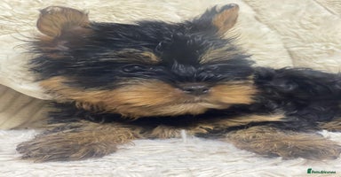 Yorkshire Terrier dogs in Sheffield - Advert 3
