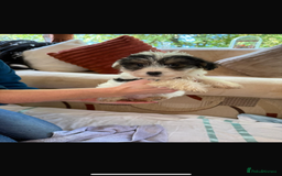 Jackapoo dogs for sale: 5 beautiful jackapoos - Image 13