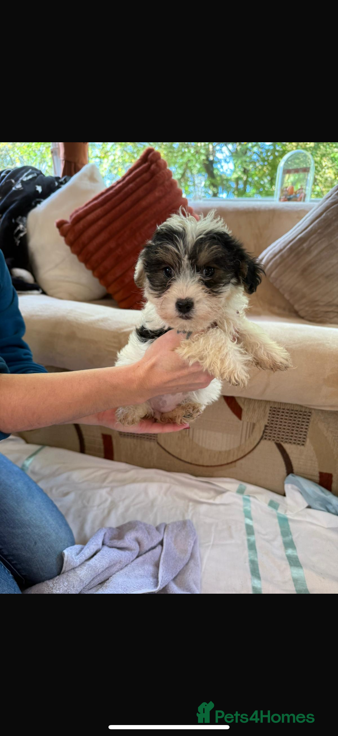 Jackapoo dogs for sale: 5 beautiful jackapoos - Image 13