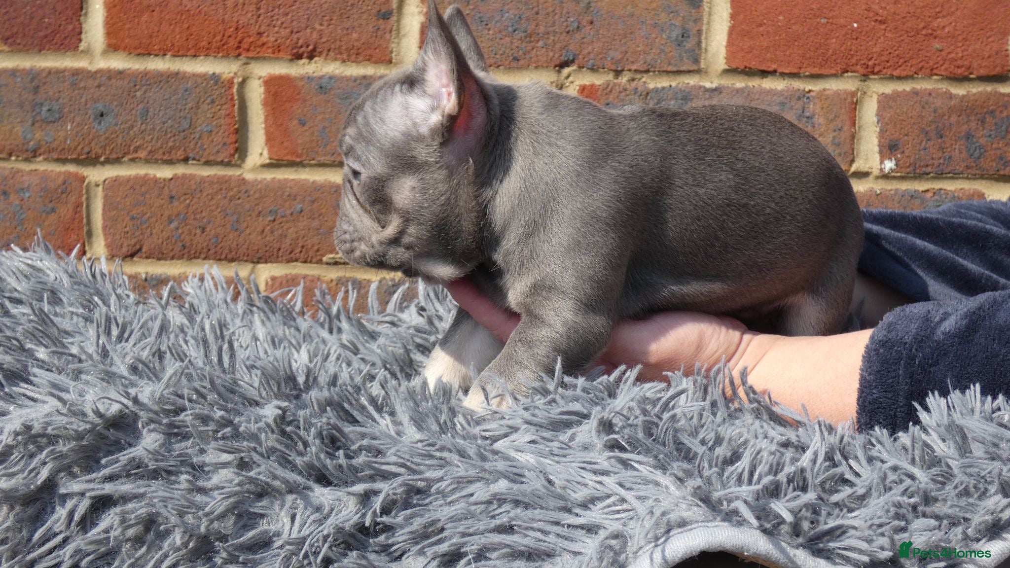 French Bulldog dogs Beautiful French bulldog puppies  - Advert 2