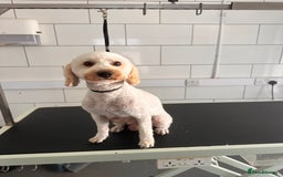 Cavapoo dogs for sale: Outstanding F1 Apricot Cavapoo puppies  - Image 28