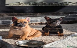 French Bulldog dogs for sale: Stunning Red fawn black & tan KC reg frenchie pups - Image 1