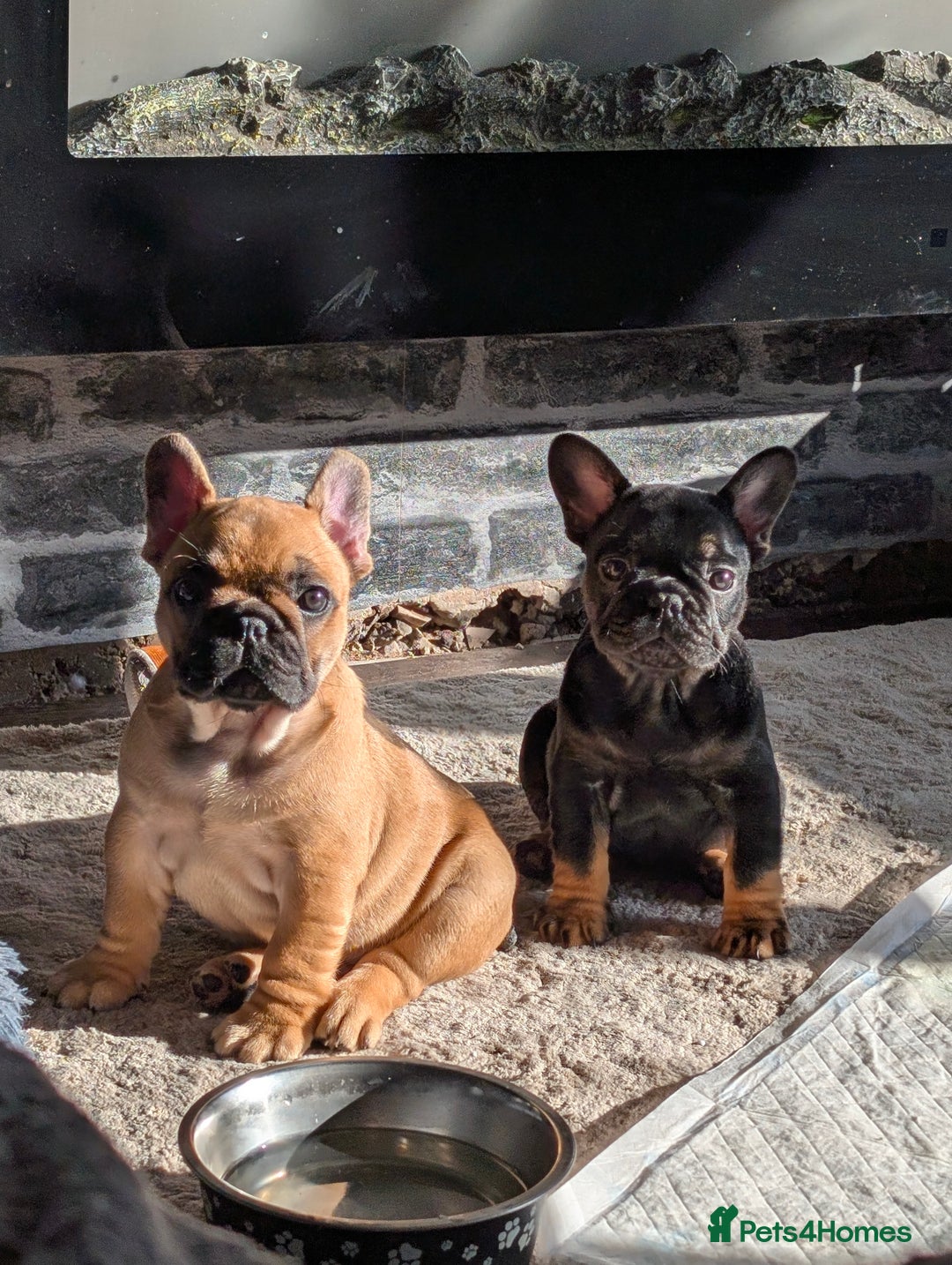 French Bulldog dogs for sale: Stunning Red fawn black & tan KC reg frenchie pups - Image 1