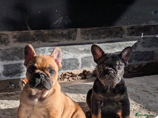 French Bulldog dogs for sale - Advert 1
