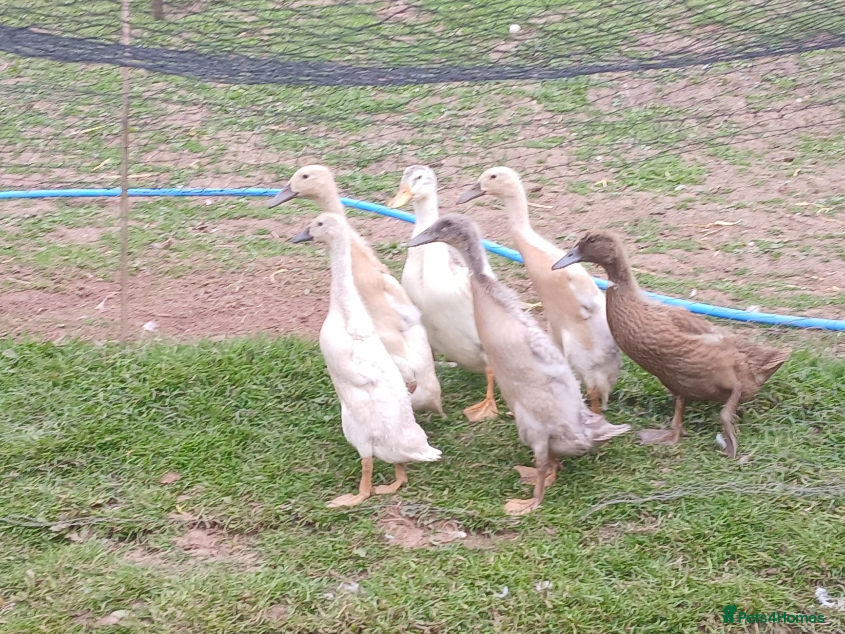 Ducks poultry Young female indian runners - Advert 1