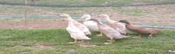 Ducks poultry for sale: Young female indian runners - Advert 1