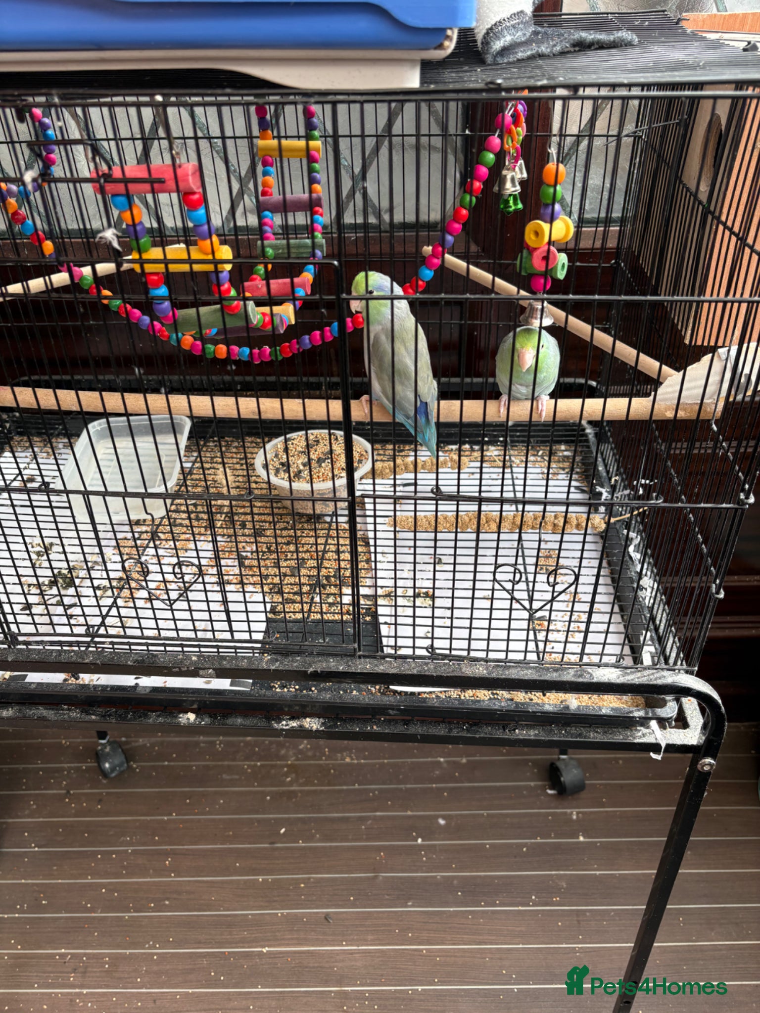 Parrots birds Pacific parrotlets breeding pair  - Advert 9