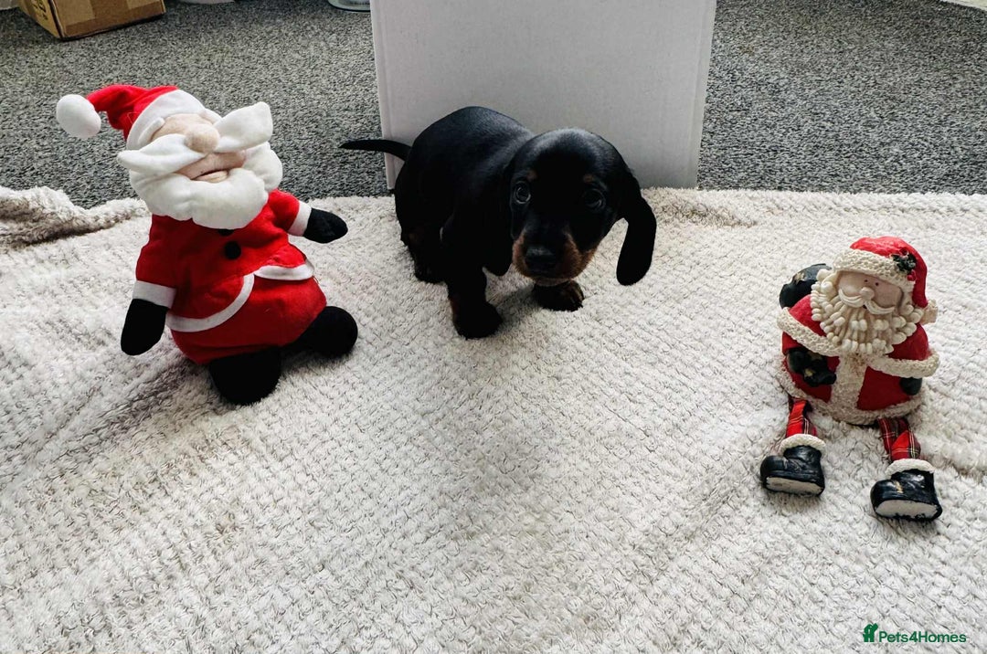 Miniature Dachshund dogs for sale: Miniature Dachshund Puppies ready to go 3/12/25 - Advert 25