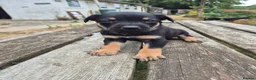 Mixed Breed dogs for sale: 8 Huntaway x puppies for sale - Advert 5