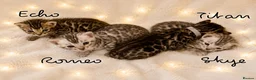 Bengal cats for sale: 🎬 Little Leopard Diaries | TICA BENGAL KITTENS 💎 - Advert 16
