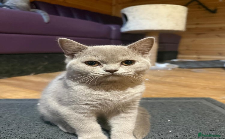 British Shorthair cats in Bromley - Advert 12