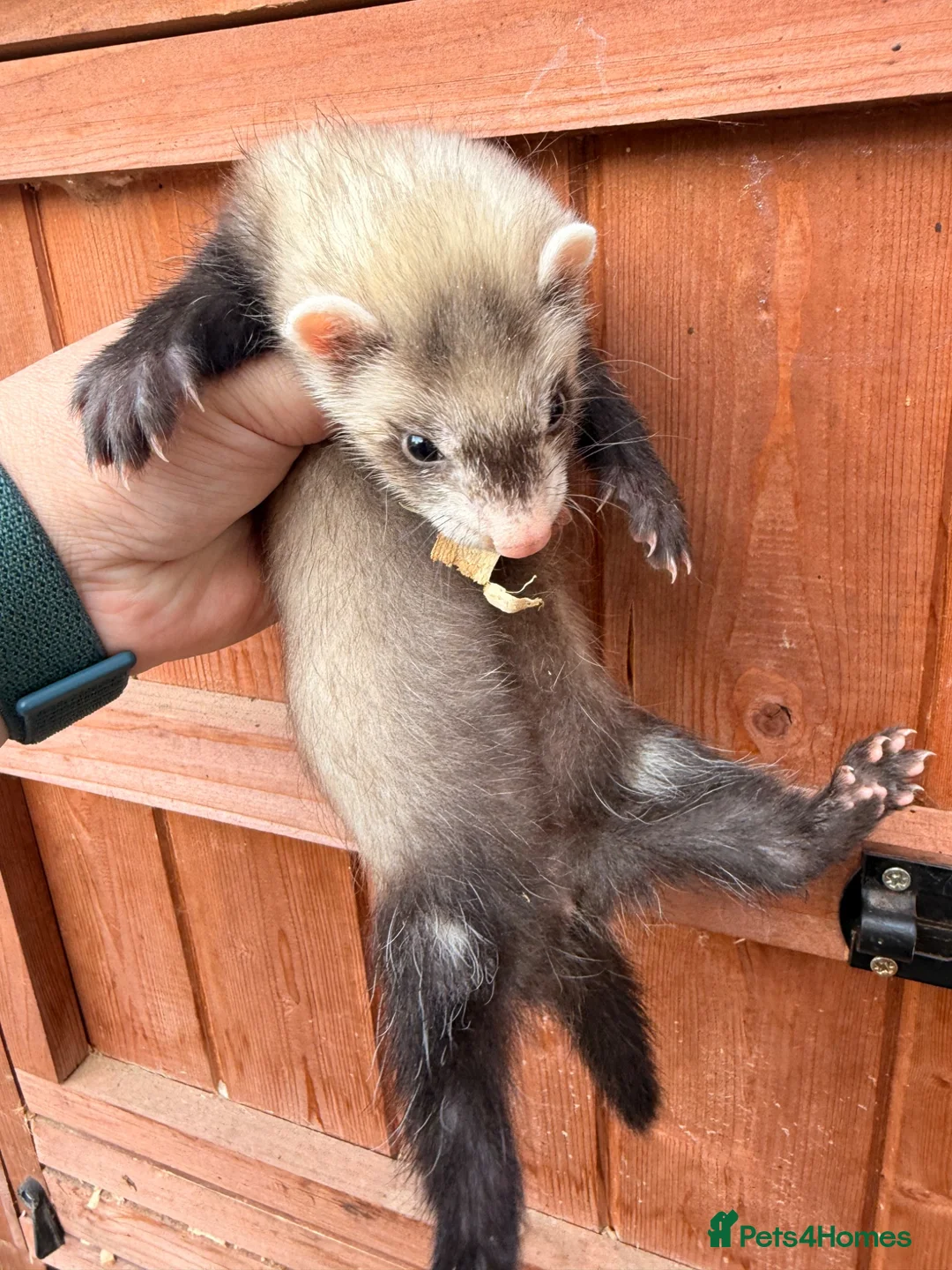 Ferret rodents for sale: Ferrets for sale Jill’s and hobs - Advert 9