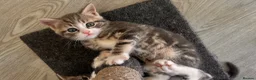 British Shorthair cats for sale: Male kitten grey white and cream - Advert 5