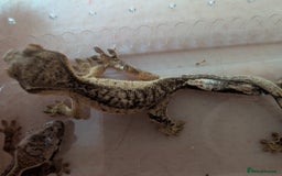 Gecko reptiles for sale: Baby crested geckos - Image 3