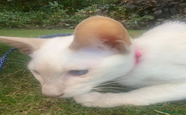 Siamese cats - Advert 1