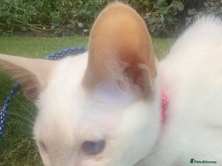 Siamese cats - Advert 14