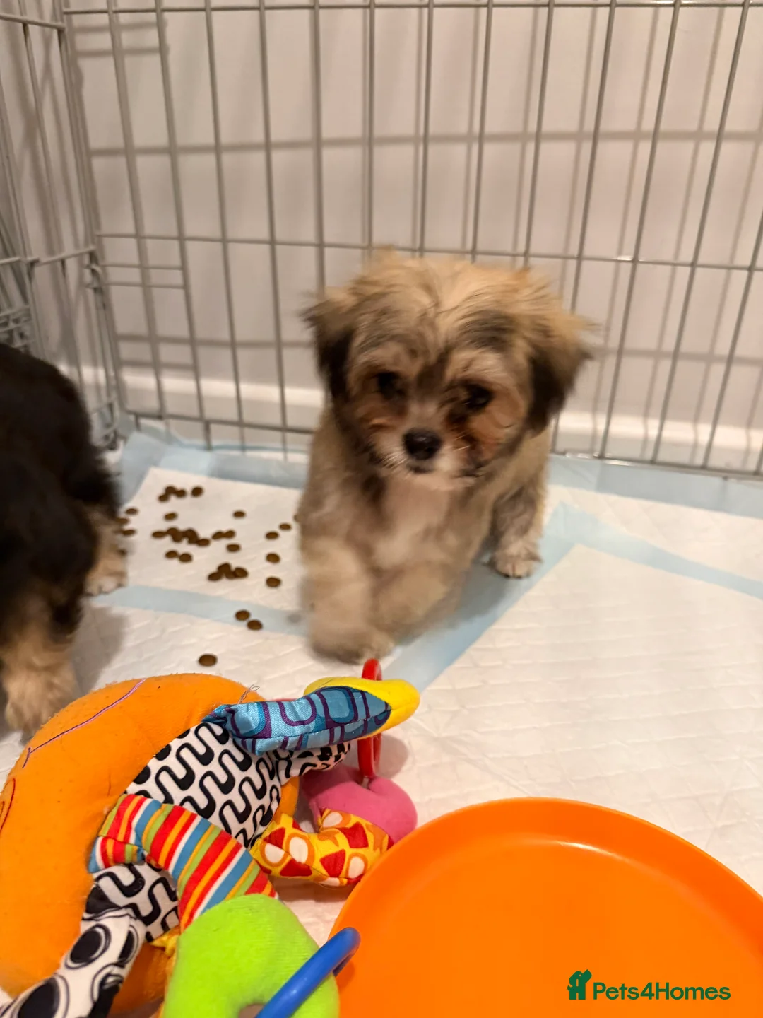 Mixed Breed dogs for sale: Ready now Malchi fluffy puppies  - Advert 8