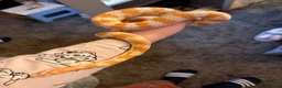 Corn Snake reptiles for sale: Amel corn snake in Orpington - Advert 2