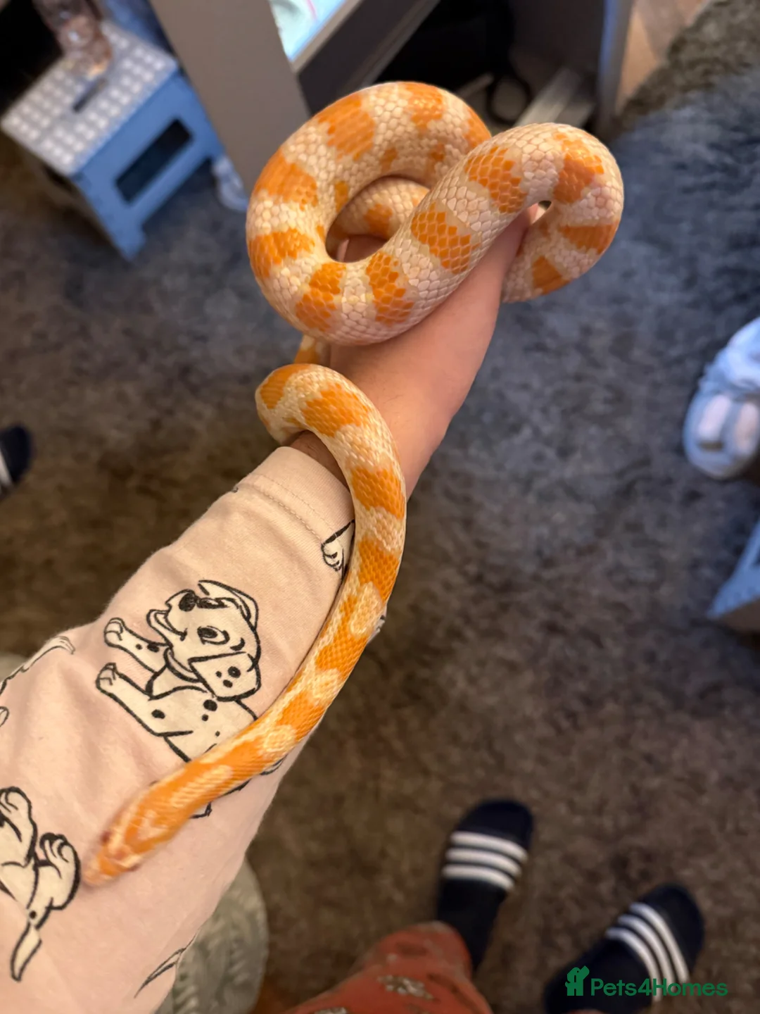 Corn Snake reptiles for sale: Amel corn snake in Orpington - Advert 2