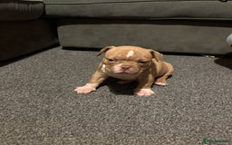 American Bully dogs for sale: Micro Bully puppies for sale!  - Advert 3