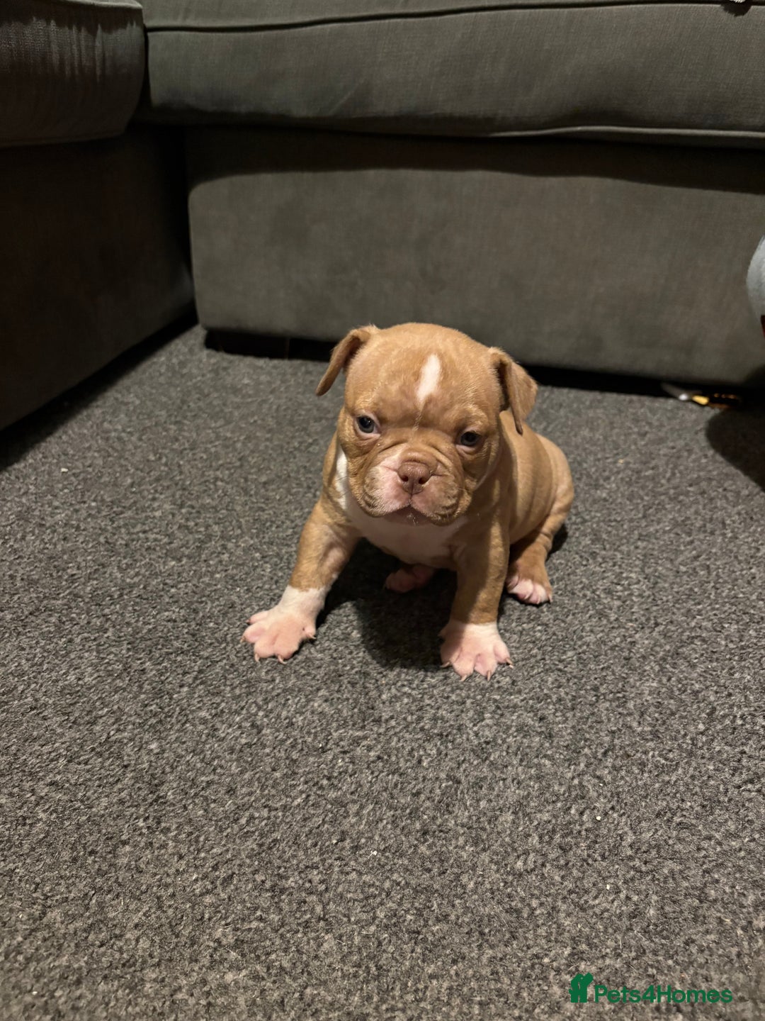 American Bully dogs for sale: Micro Bully puppies for sale!  - Advert 3