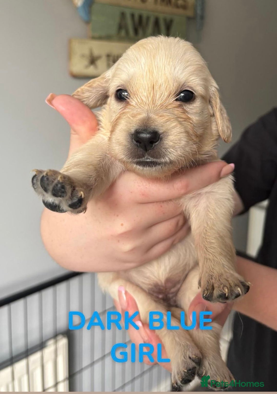 Golden Retriever dogs for sale: Quality KC golden retriever puppies  - Image 13