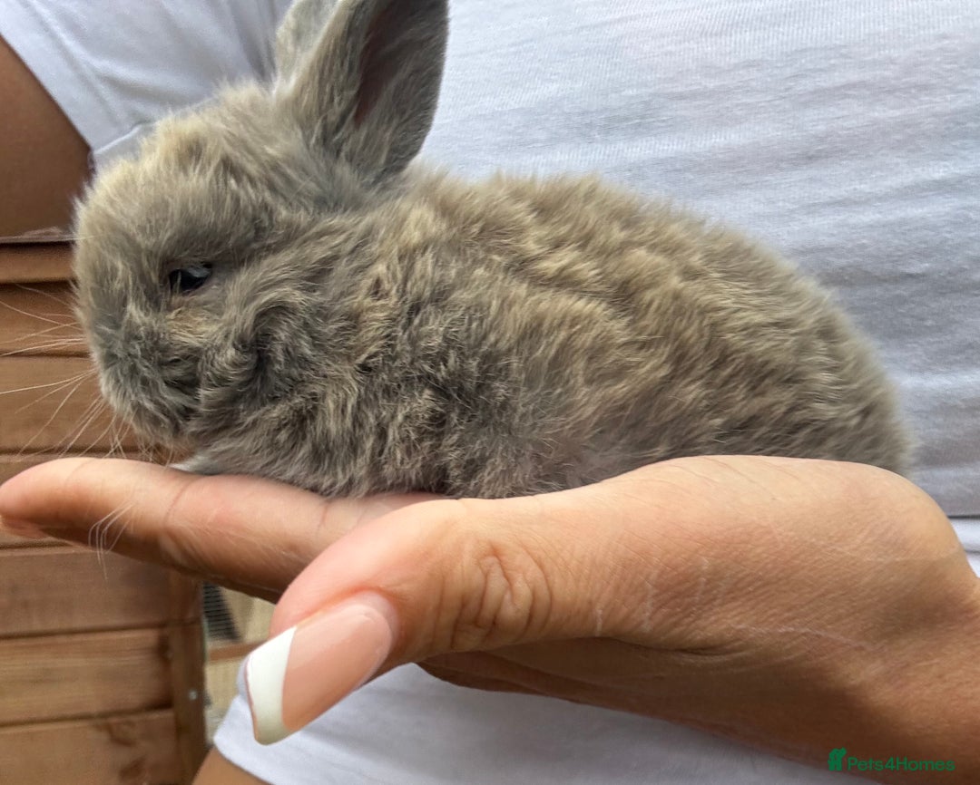 Mini Lop rabbits for sale: Stunning Mini Lop Bunnies in Tunbridge Wells - Image 16