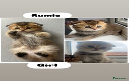 Scottish Fold cats for sale: Pedigree Scottish Fold & Straight kittens  - Image 4