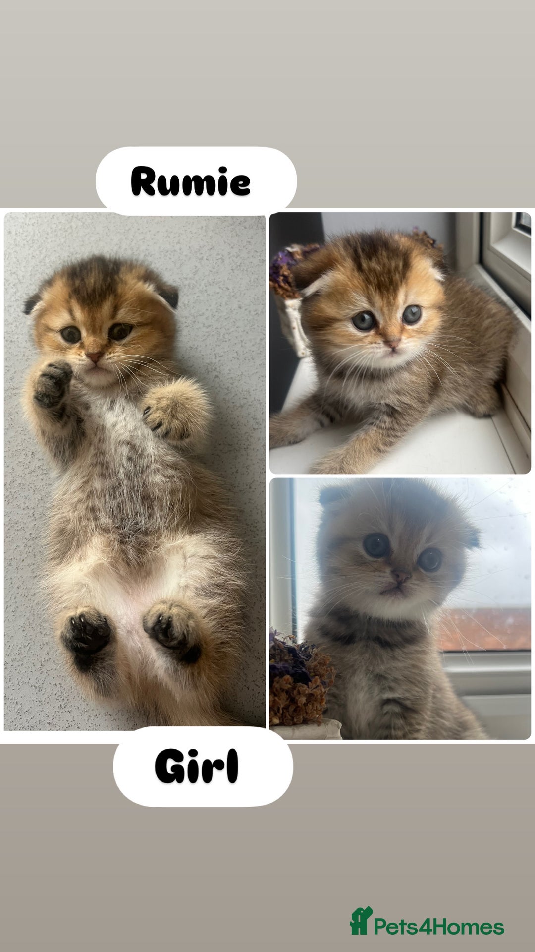 Scottish Fold cats for sale: Pedigree Scottish Fold & Straight kittens  - Image 4