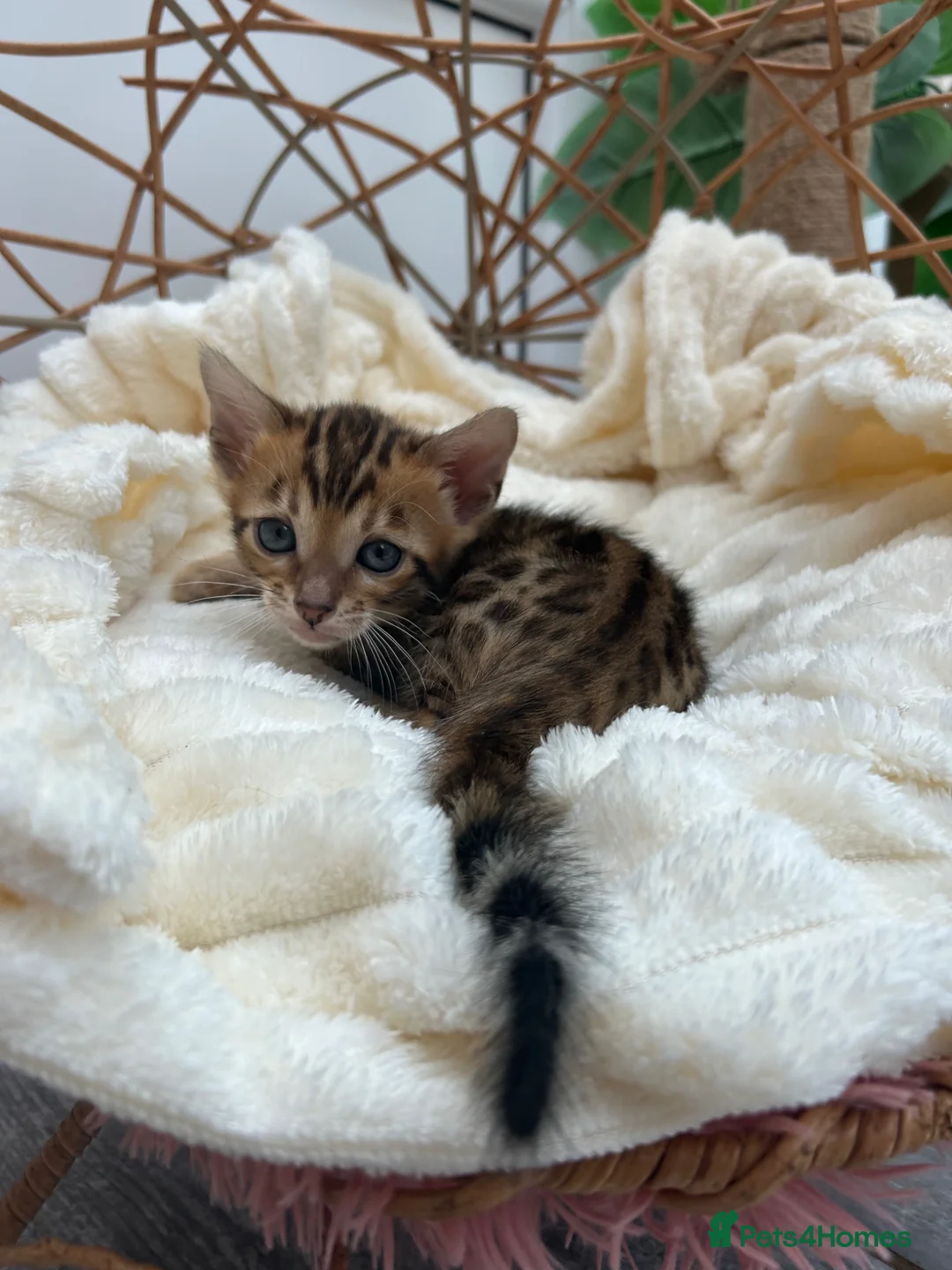 Bengal cats for sale: ❤️ Stunning Pure Bengal Kittens ❤️ - Advert 1