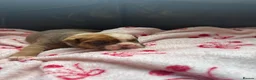 Mixed Breed dogs for sale: Old tyme/ old english bulldogs - Advert 13