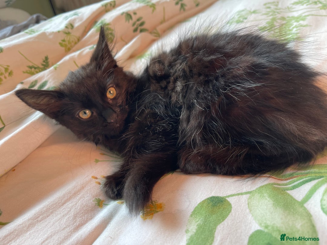 Norwegian Forest Cat cats for sale: Norwegian Forrest kittens 🐈‍⬛  - Image 5