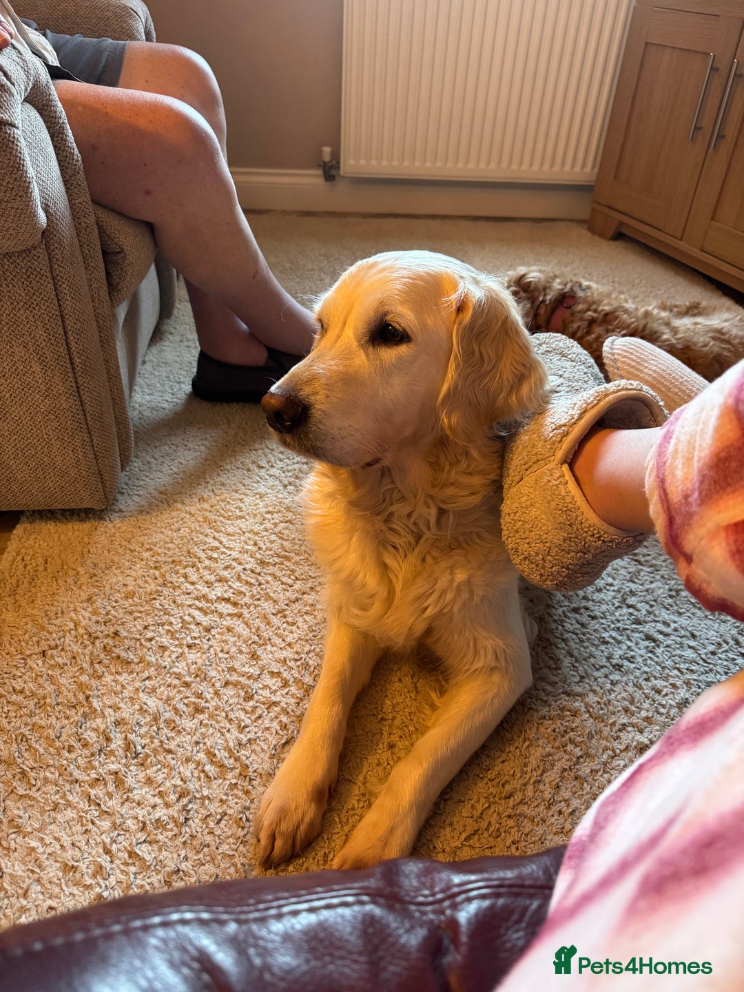 Mini Goldendoodle dogs for sale: Stunning F1 Mini Goldendoodles  - Image 21