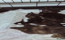Domestic Shorthair cats for sale: 🐾 8-Week-Old Kittens Ready for Loving Homes 🐾 - Image 5