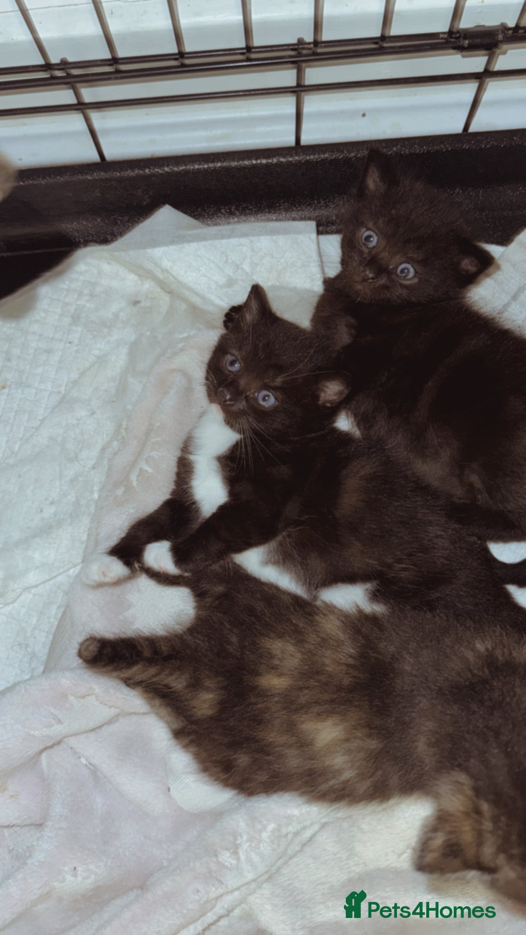 Domestic Shorthair cats for sale: 🐾 8-Week-Old Kittens Ready for Loving Homes 🐾 - Image 5