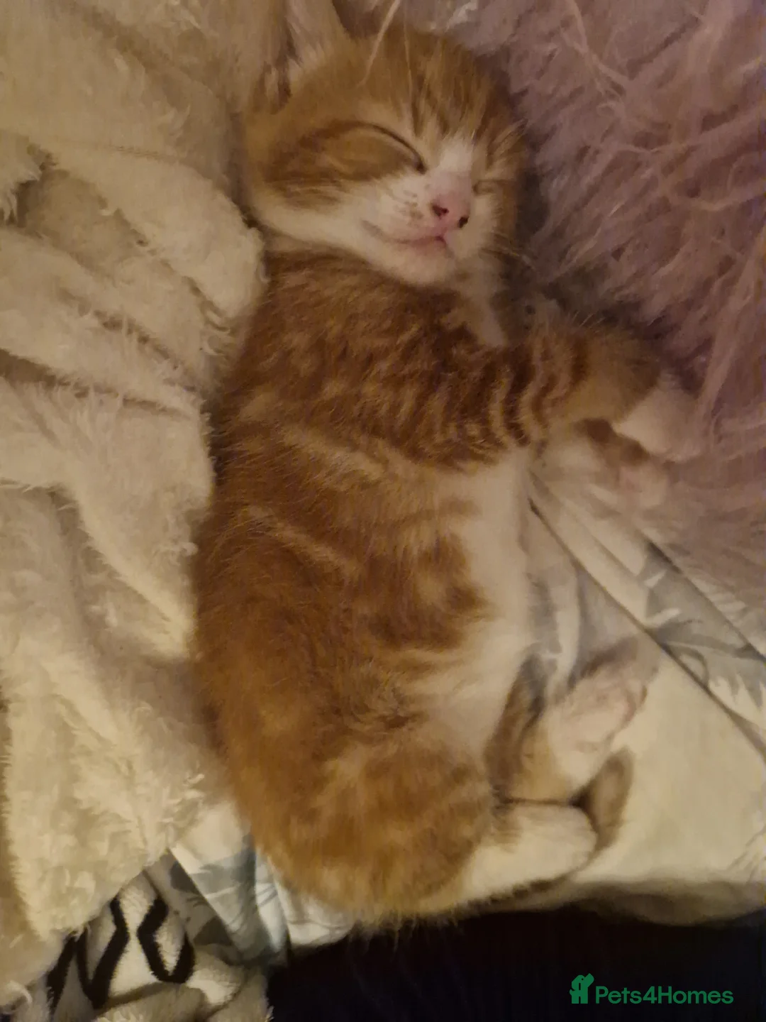 European cats for sale: Female ginger kitten - Advert 3