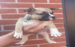 American Bully dogs for sale: ABKC pocket bullys - Image 5