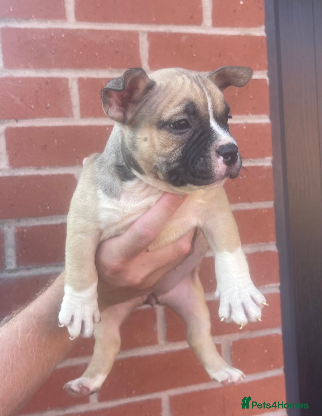 American Bully dogs for sale: ABKC pocket bullys - Image 5