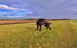 Mixed Breed dogs for sale: Rehoming older labradoodle x Lurcher - Image 4
