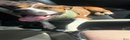 Staffordshire Bull Terrier dogs for sale: 8 month old staffy  in Romsey - Advert 14