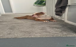 English Bulldog dogs for sale: English bulldog male - Image 6