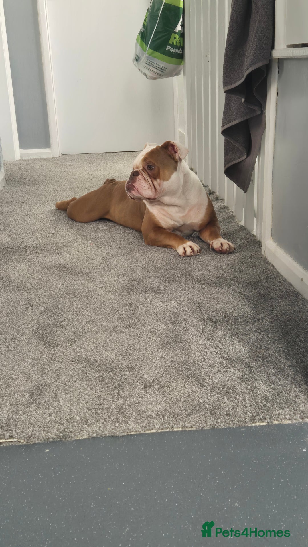 English Bulldog dogs for sale: English bulldog male - Image 6