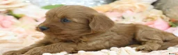 Cavapoo dogs for sale: *HEALTH TESTED* Cavapoo Puppies - Advert 18