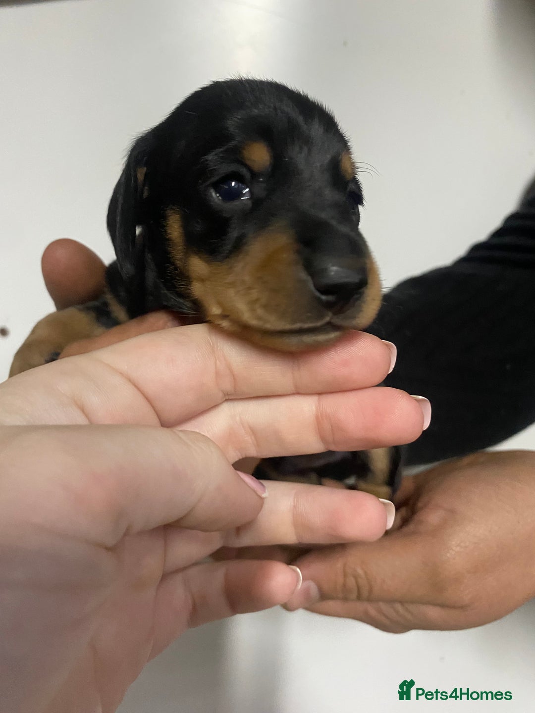 Miniature Dachshund dogs for sale: Miniature Dachshund puppies  - Advert 4