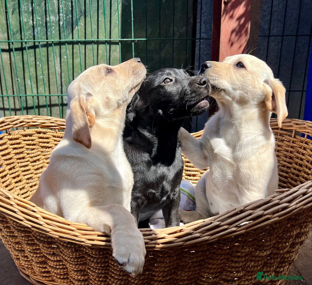 Labrador Retriever dogs for sale: Labrador Pups Chunky traditional type 1 girl left in Barrow-upon-Humber - Image 35