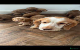 Cockapoo dogs for sale: 8 golden cockerpoos babies !!! - Image 9