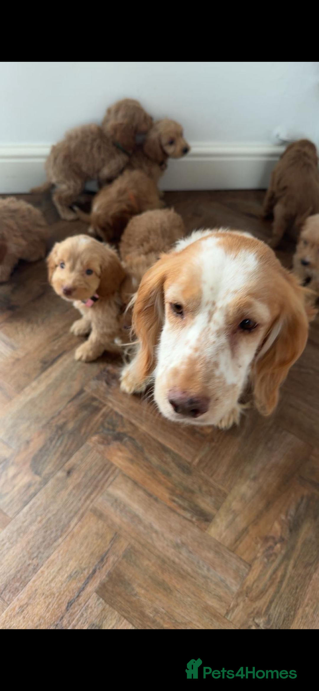 Cockapoo dogs for sale: 8 golden cockerpoos babies !!! - Image 9