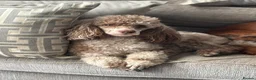 Cockapoo dogs for sale: Stunning F1 Cockerpoos🧸 - Advert 5