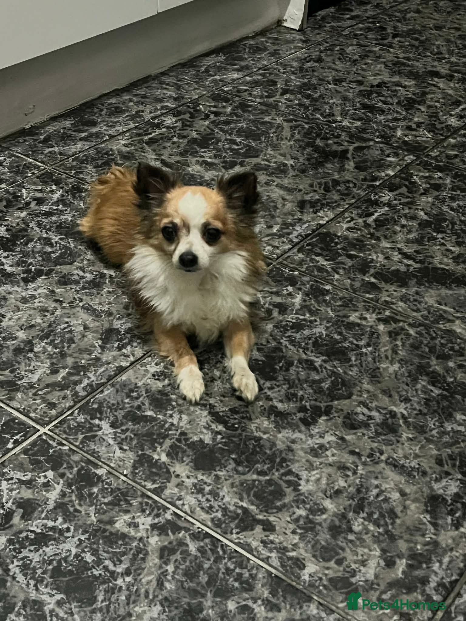 Pomchi dogs for sale: Oreo  in Enfield - Advert 4